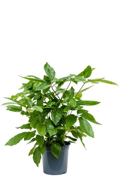 Schefflera actinophylla amate 1 1