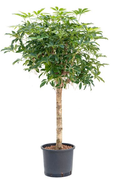 Schefflera arboricola compacta hydro plant