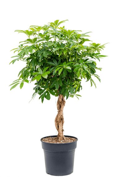 Schefflera Baum Zimmerpflanze