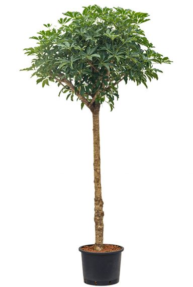 Schefflera compacta hydro boom