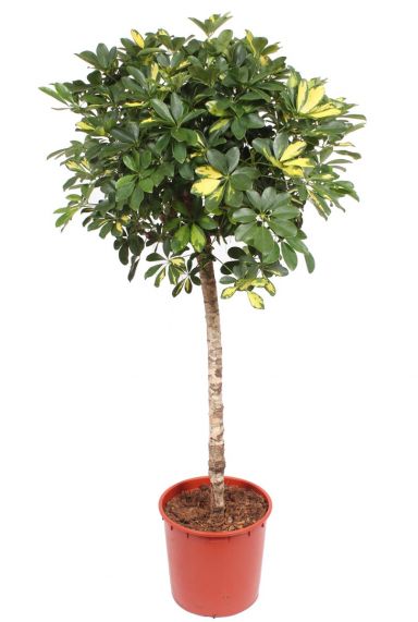 Schefflera gold capella boom 1