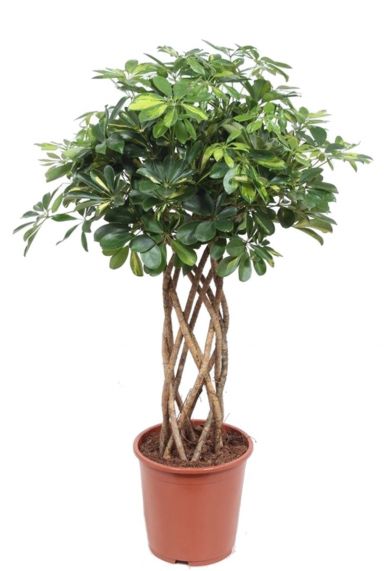 Schefflera gold capella pflanze geflochten