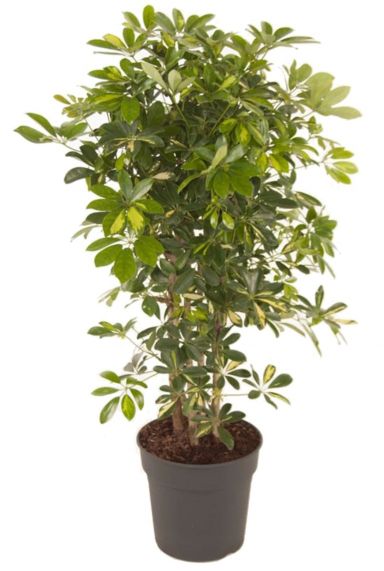 Schefflera gold capella plant 3
