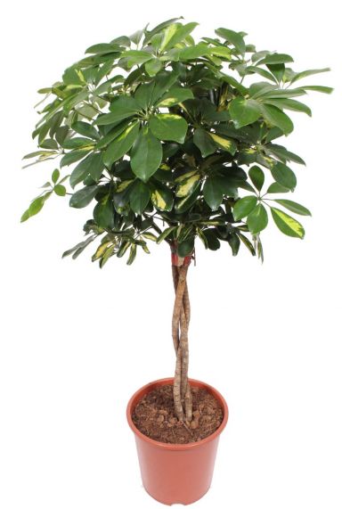 Schefflera gold capella Zimmerpflanze 