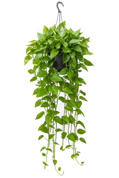 Scindapsus Aureum