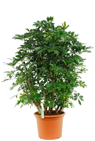 Grote Schefflera kamerplant kopen 