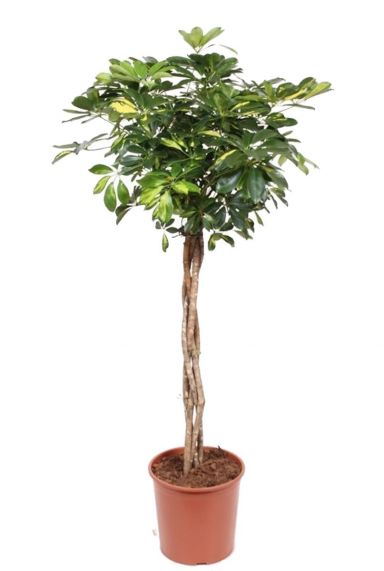 Schefflera Gold Capella