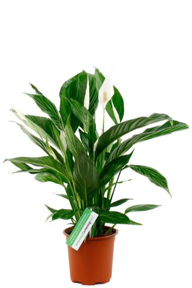 Spathiphyllium zimmerpflanze