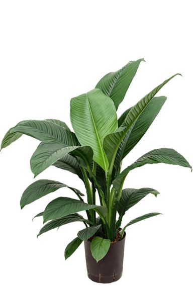 Spathiphyllum hydrokulturpflanze