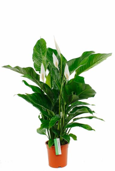 Spathiphyllum Bingo - Einblatt