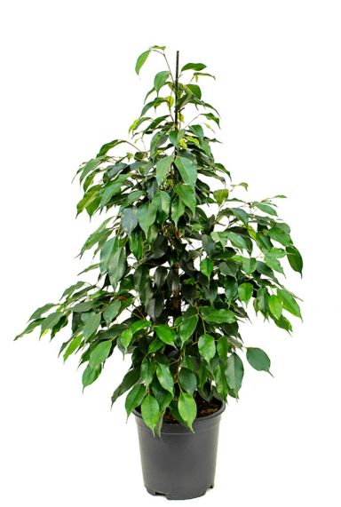Ficus kaufen? - 123zimmerpflanzen