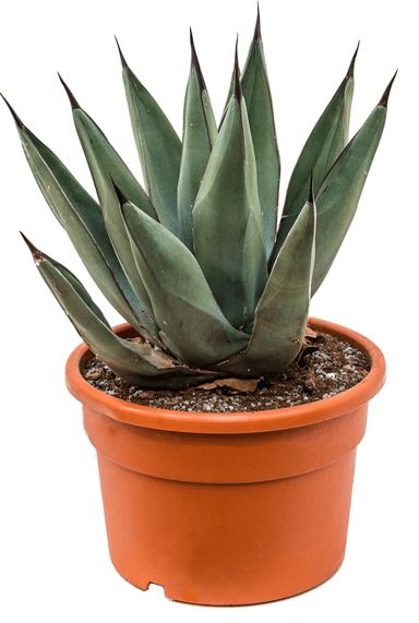 Agave nigra