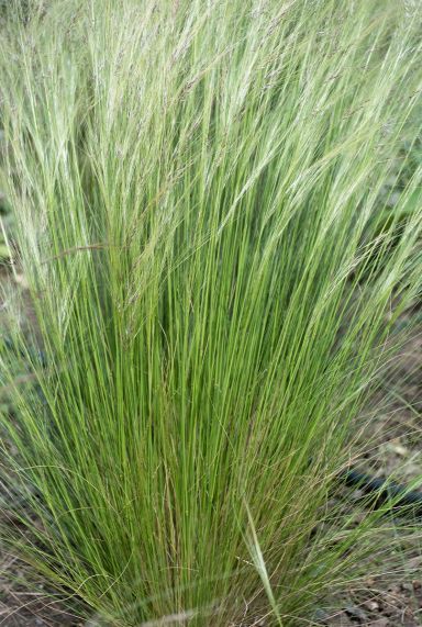 Stipa tenuissima ponytails gartenpflanze