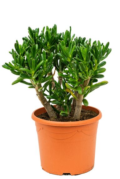 Crassula gollum sukkulente