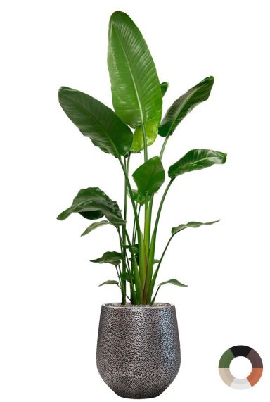 Strelitzia in schönem Blumentopf
