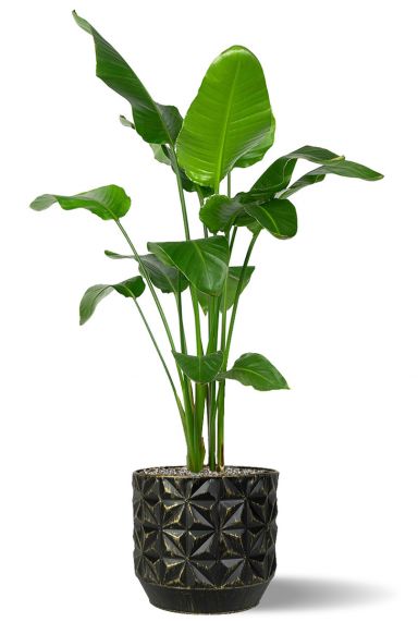 Strelitzia in schonem ubertopf 1