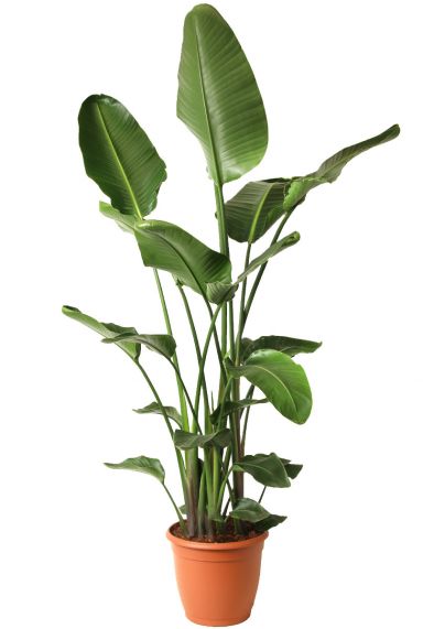 Strelitzia nicolai plant 2
