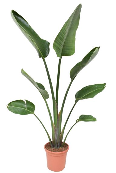 Strelitzia planten