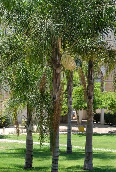 Syagrus romanzoffiana santa catarina gartenpflanze p20