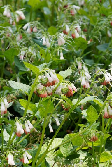 Symphytum grandiflorum gartenpflanze
