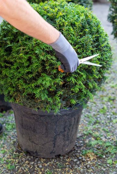 Taxus gartenpflanze ball