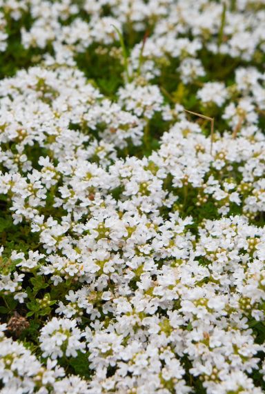 Thymus praecox albiflorus gartenpflanze