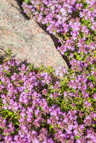 Thymus praecox red carpet gartenpflanze