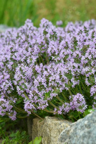 Thymus serpyllum gartenpflanze 1