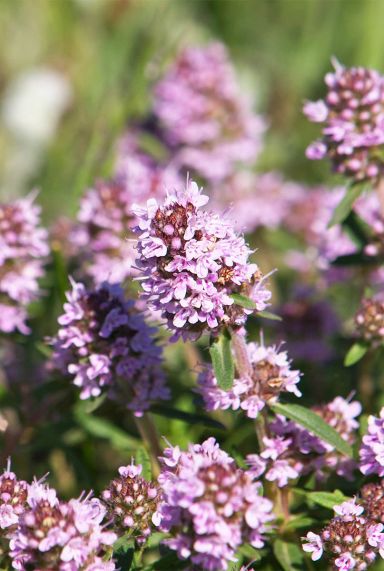 Thymus vulgaris gartenpflanze 1