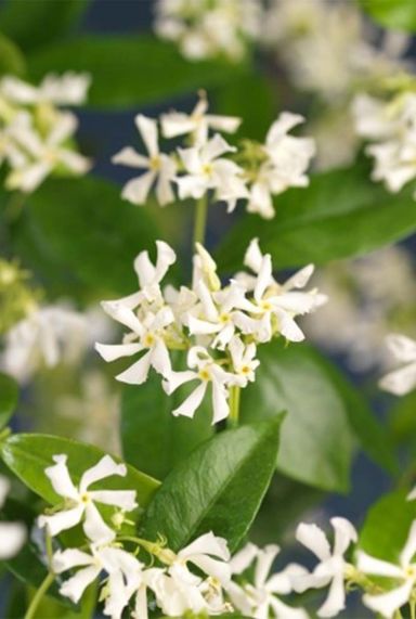 Trachelospermum jasminoides gartenpflanze