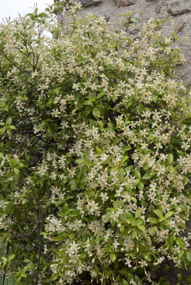 Trachelospermum jasminoides star of toscane gardenpflanze