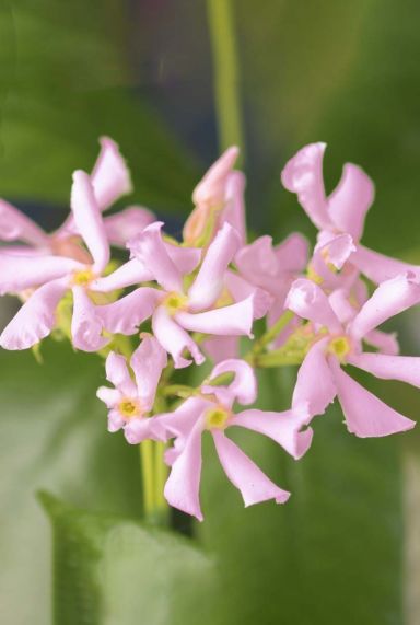 Trachelospermum pink air gartenpflanze
