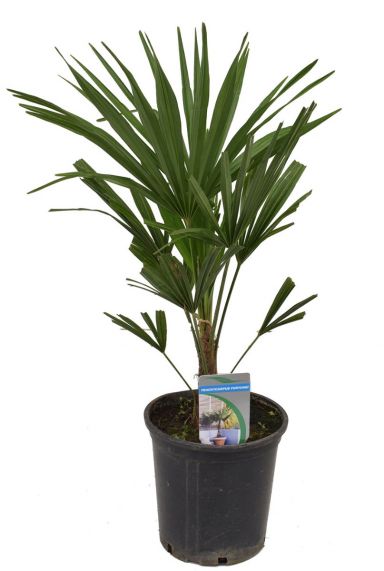 Hanfpalme (Trachycarpus ) Pflege 123zimmerpflanzen