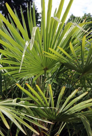 Trachycarpus fortunei gardenpflanze 1