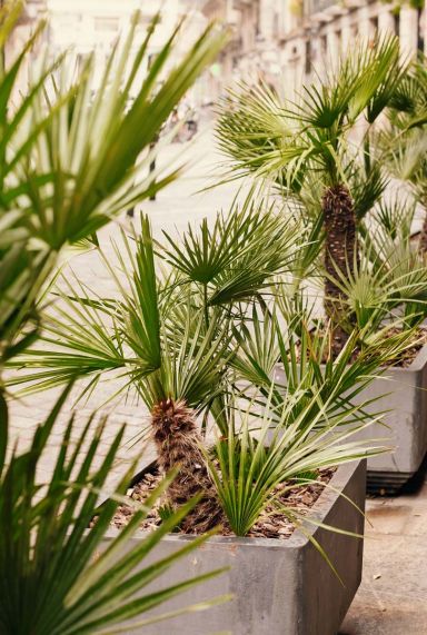 Trachycarpus fortunei gartenpflanze 6777