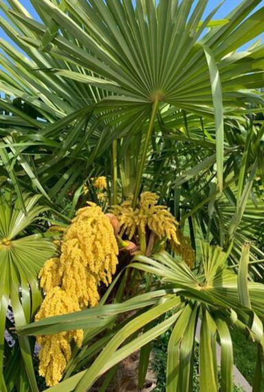 Trachycarpus fortunei gartenpflanze p40