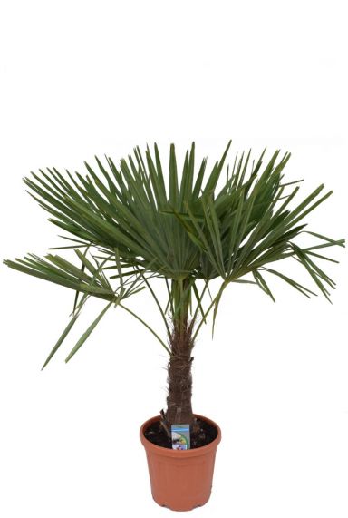 Hanfpalme (Trachycarpus ) Pflege 123zimmerpflanzen