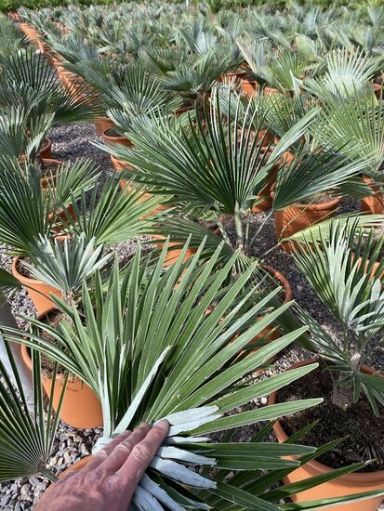 Trachycarpus princeps p26 gartenpflanze