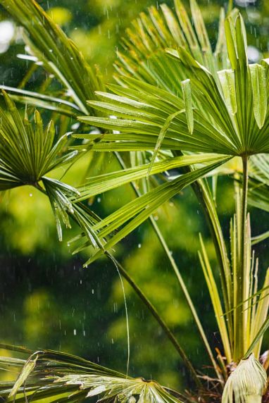 Trachycarpus wagnerianus frosty palm
