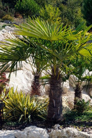 Trachycarpus wagnerianus p40 gartenpflanze 1