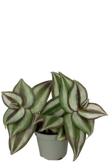 Tradescantia zebra pflanze