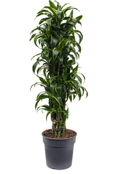 Dracaena dorado grote kamerplant