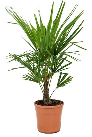 Hanfpalme (Trachycarpus ) Pflege 123zimmerpflanzen