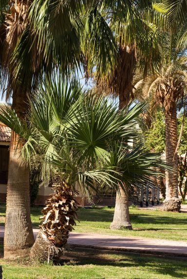 Washingtonia robusta plante de jardin 6195