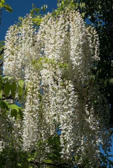 Wisteria alba gartenpflanze p14
