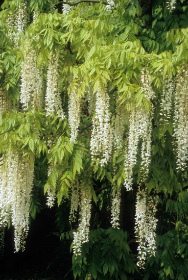 Wisteria floribunda alba gardenpflanze p23