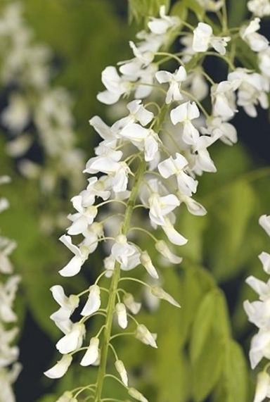 Wisteria floribunda alba gartenpflanze