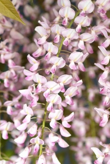 Wisteria floribunda rosea gartenpflanze