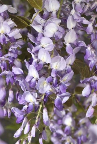 Wisteria sinensis gartenpflanze 23