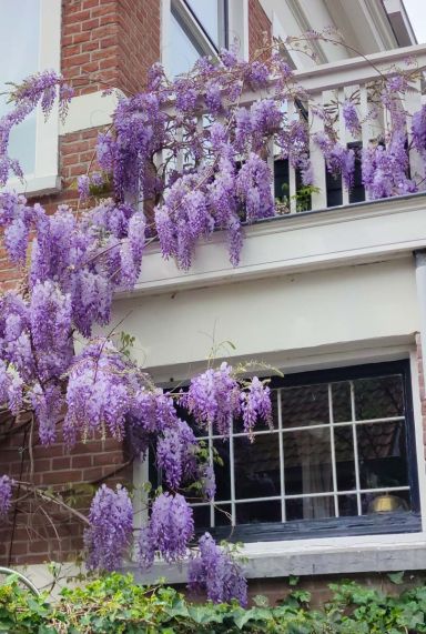 Wisteria sinensis prolific gartenpflanze p14